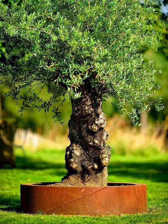 Grass Stone Partition Belt